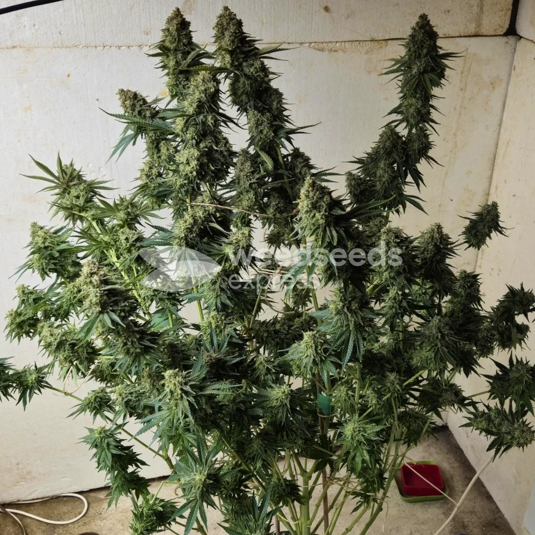 Sleepy Joe OG by WeedSeedsExpress grown by Tropicannibis_Todd